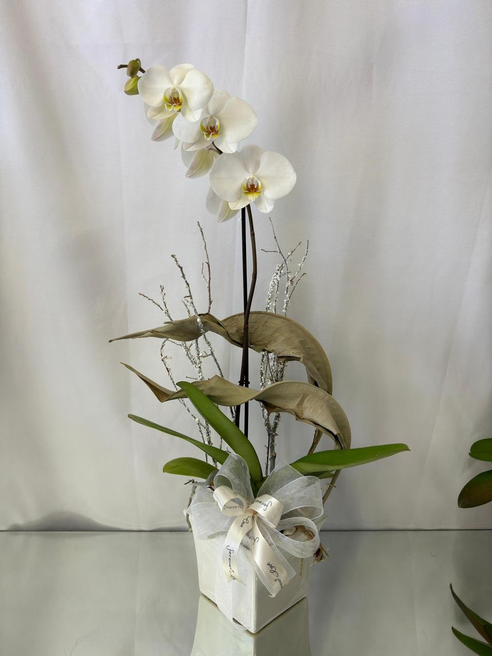 Orquídea 13